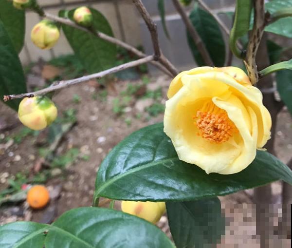 有些花价格越贵，气质越高，网友：配得上这个价钱！