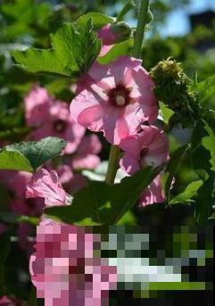 小木槿也是“开花机器”,4个细节把握好,平安过冬没压力! 小木槿也是“开花机器”,4个细节把握好,平安过冬没压力!