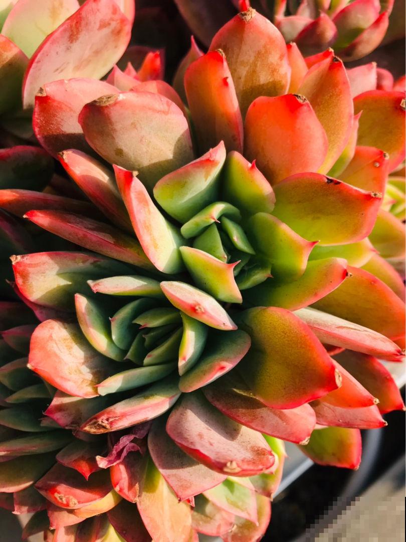 多肉冬天冻一冻，颜色就变成了调色盘，好看极了！