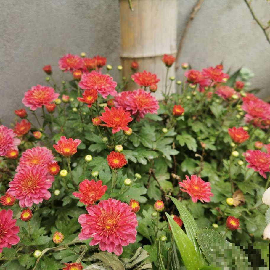 花市看到一盆花,一盆开了几十朵花,才只卖十几块钱! 花市看到一盆花,一盆开了几十朵花,才只卖十几块钱!