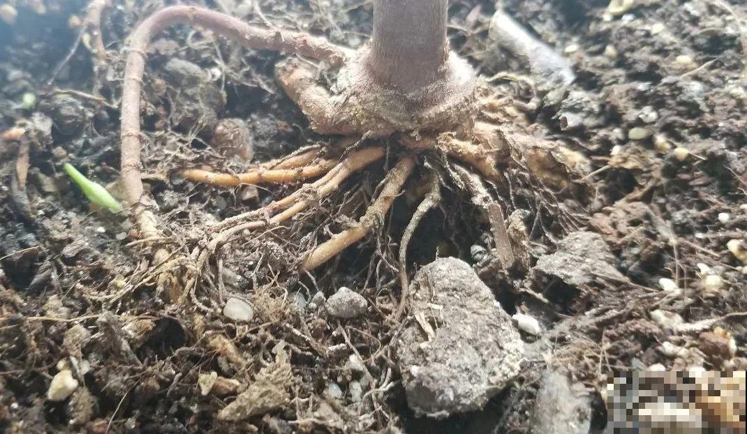 16种高颜值花，冬天耐寒不娇气，新手也能养爆盆