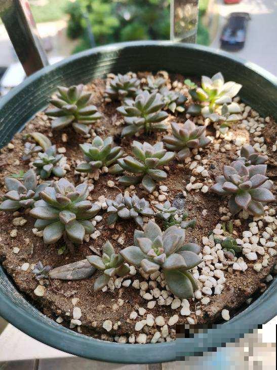 容易养成老桩的多肉，新手也能养成，2年茎秆木质化