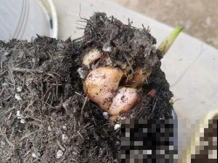 百合开花不是一次性，开完要施肥，1盆能生20盆