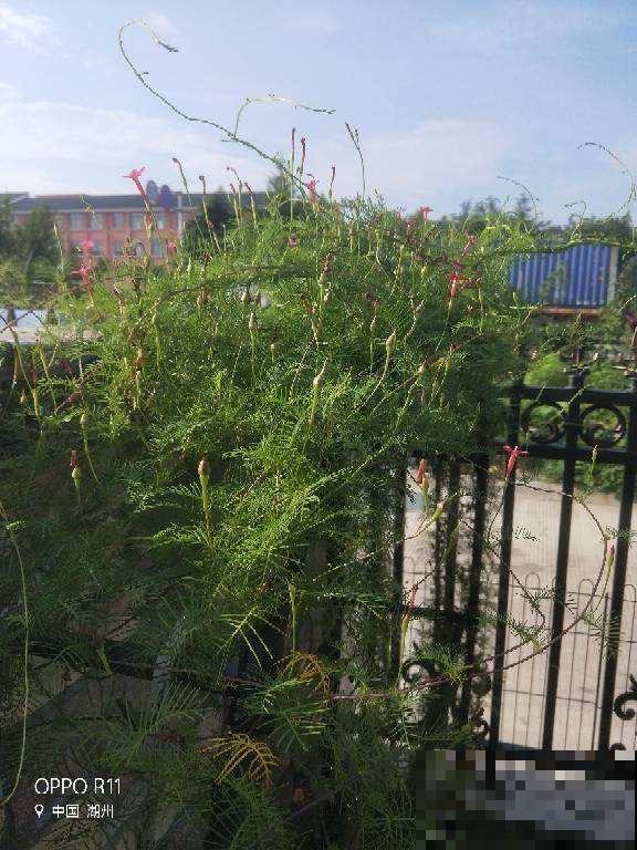 院子里养了一株凌霄花，邻居却不高兴了，非要我们剪掉！