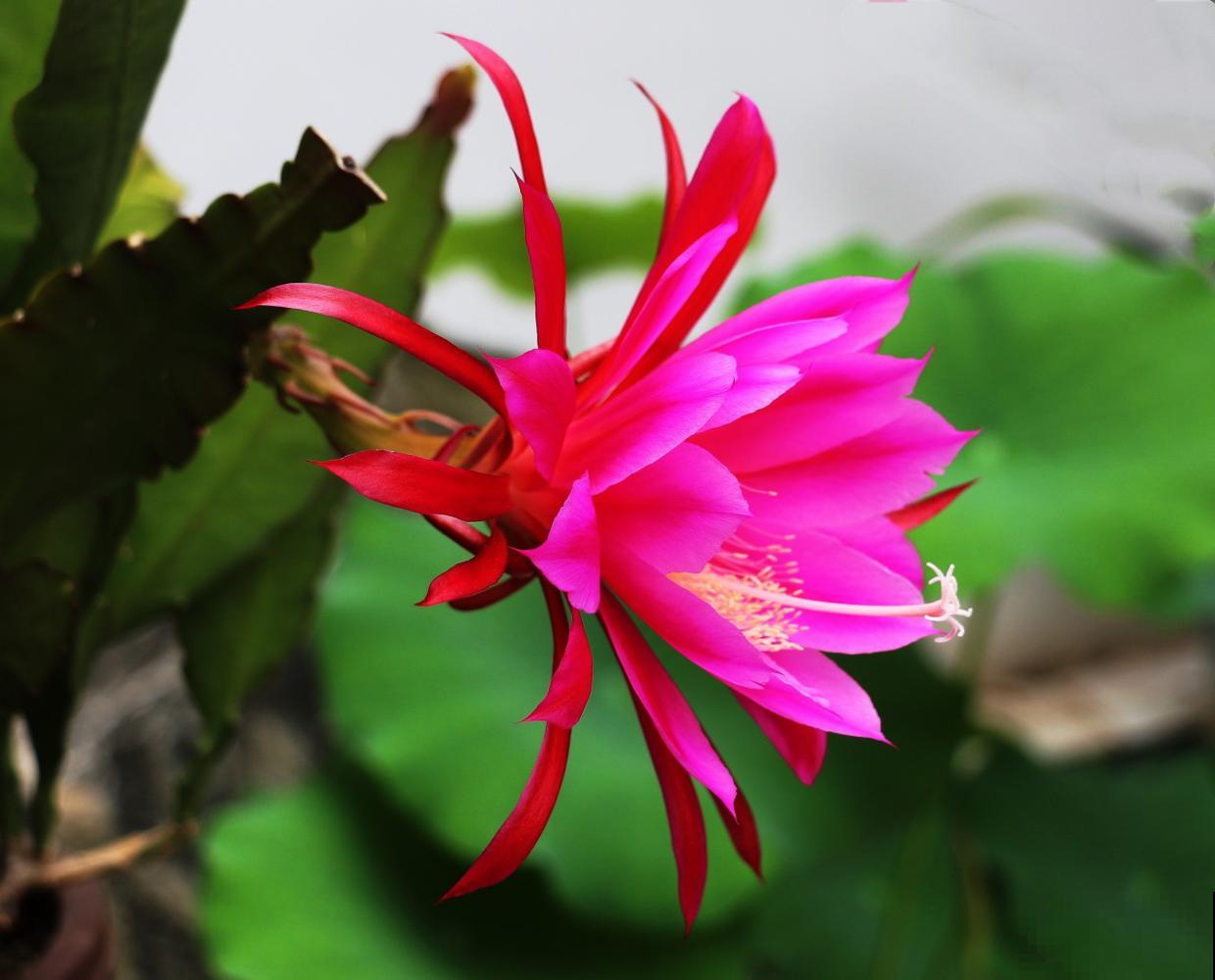 不会养令箭荷花?掌握3个小技巧,花朵又大又鲜艳! 不会养令箭荷花?掌握3个小技巧,花朵又大又鲜艳!