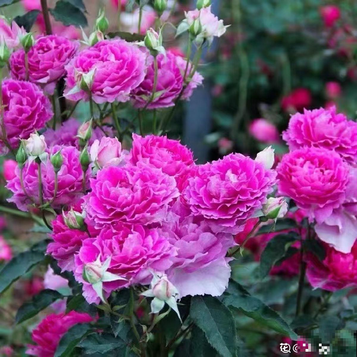 倒春寒来袭，养花5件事不能做，不然花熬不过去全死了