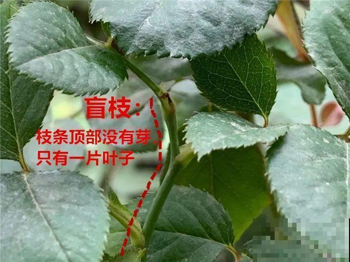 带花芽的枝条不能修剪，未来全是花苞，一剪就亏了