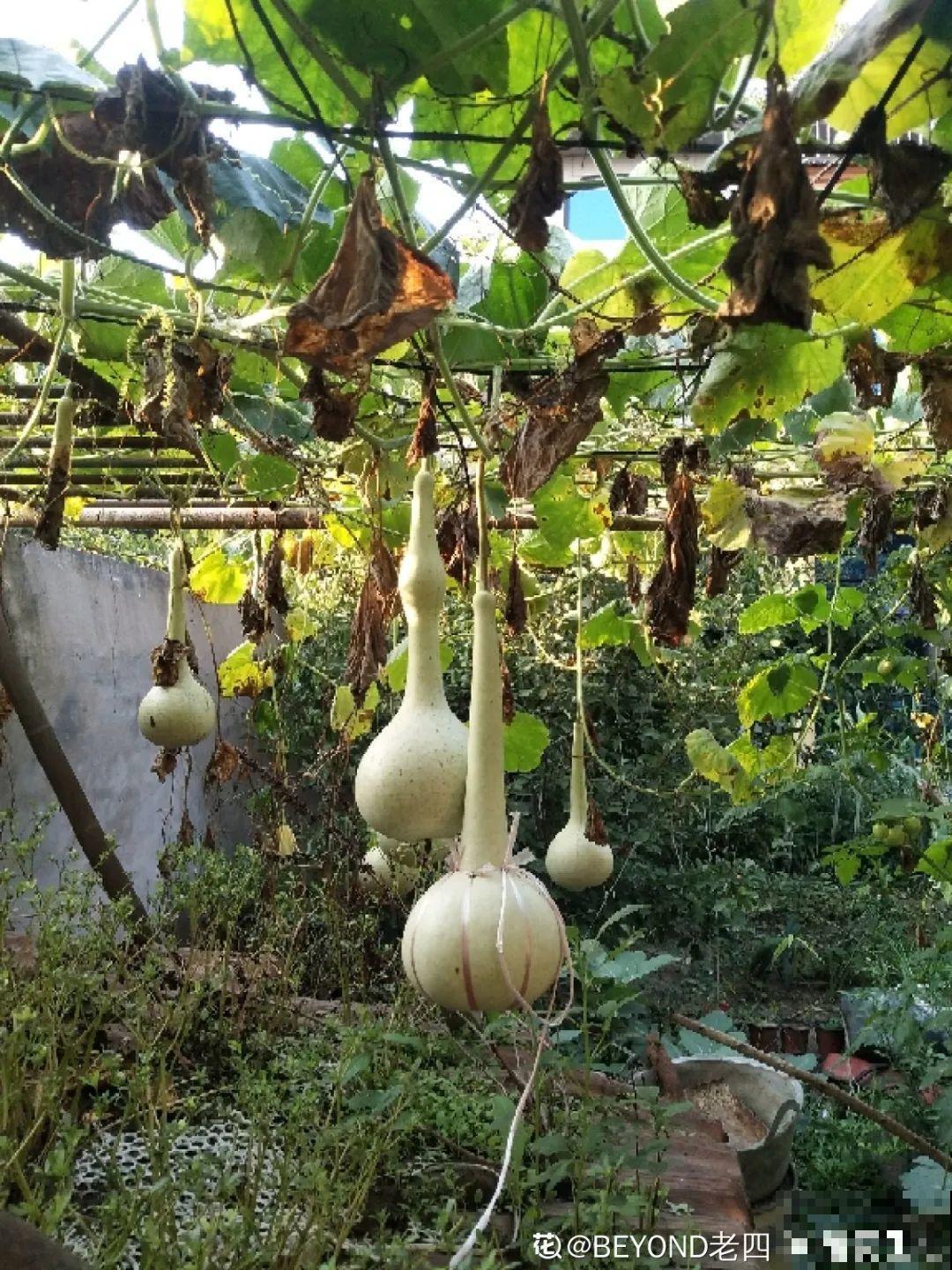 家里养盆镇宅花,一年红红火火,好运满满 家里养盆镇宅花,一年红红火火,好运满满