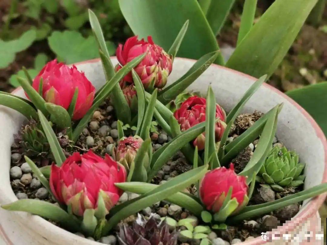 上万块的蟹爪兰，开花像烟花，养过的人不多