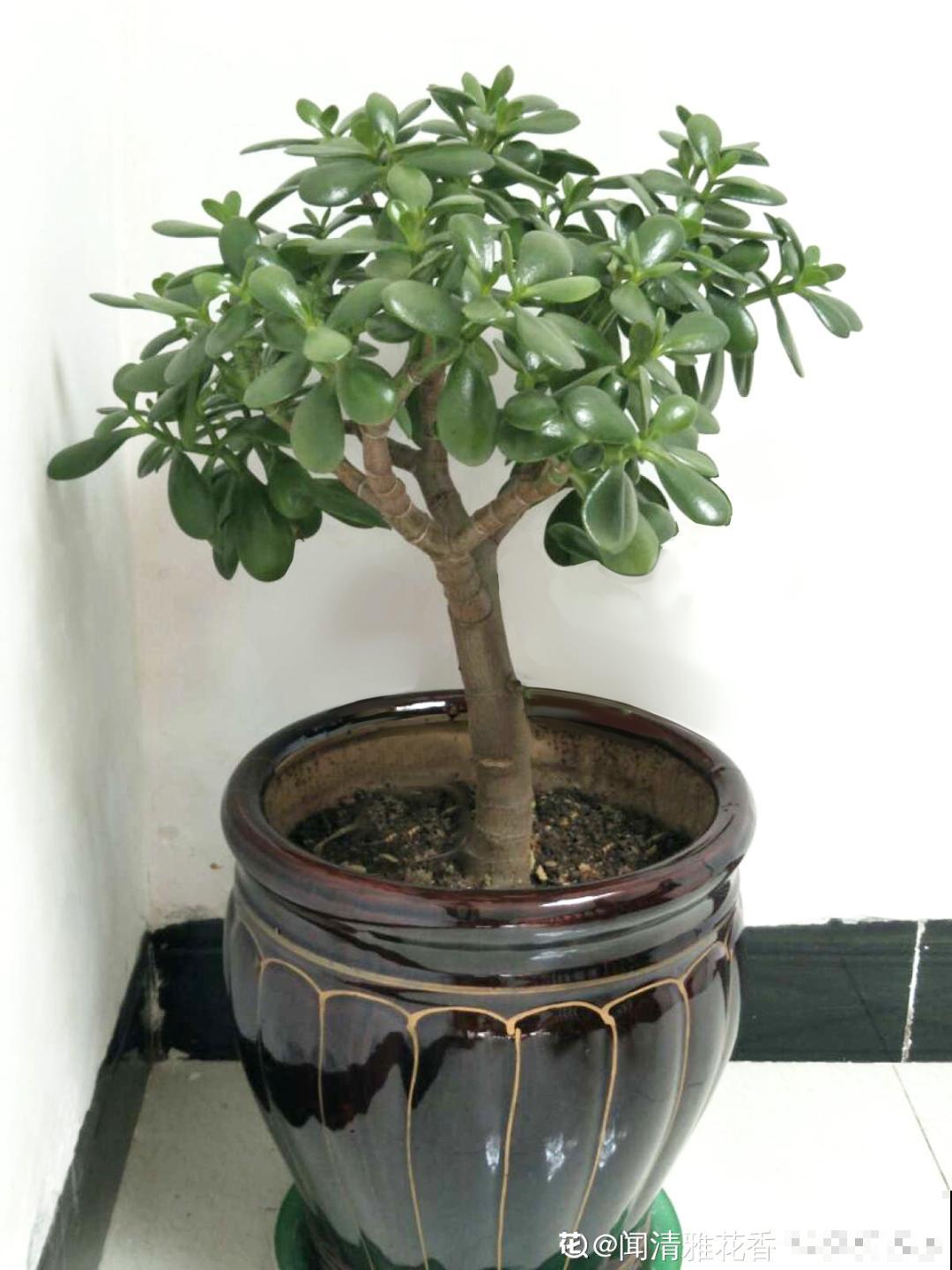 3月是给花剃头的好时机,现在狠心剪,下月就开花 3月是给花剃头的好时机,现在狠心剪,下月就开花