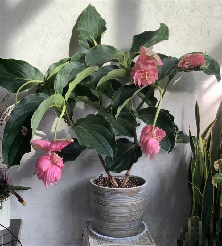 养护宝莲花，记住5个养护技巧，高档又有格调！