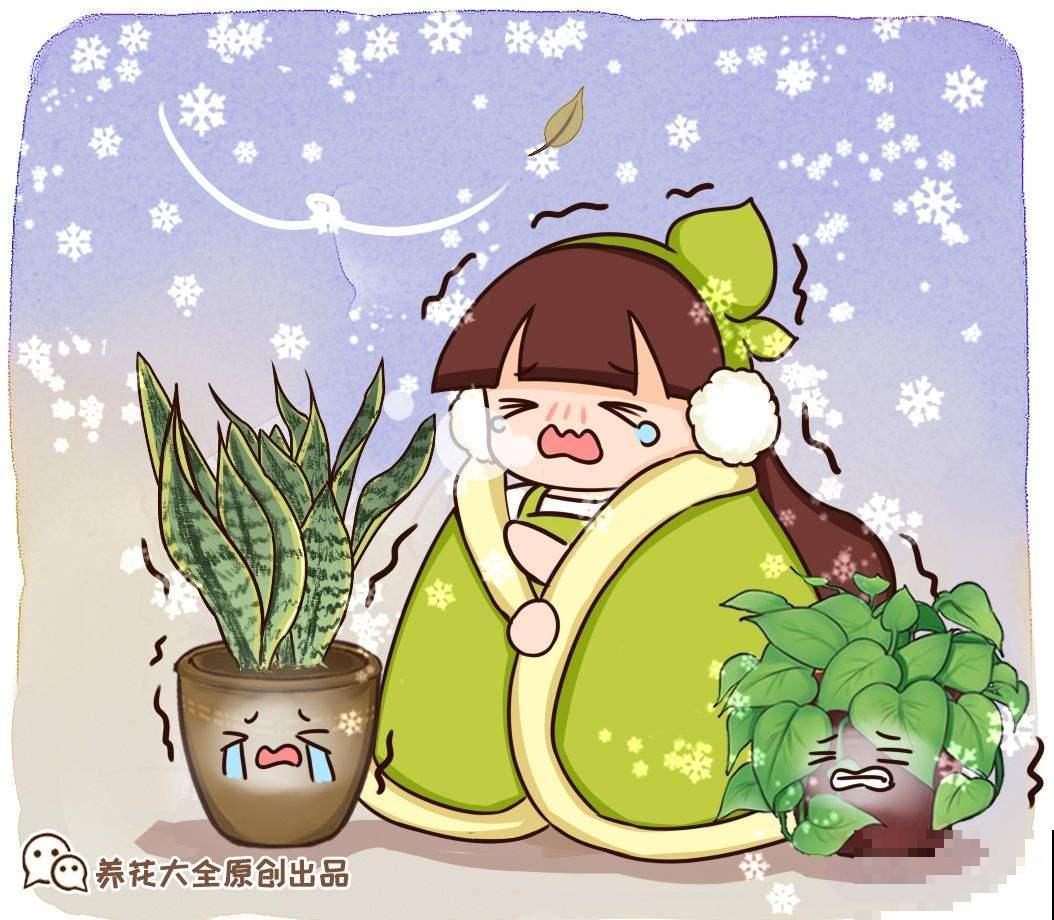 绿萝过冬就怕这3点，只要避开，叶子油绿长得旺！