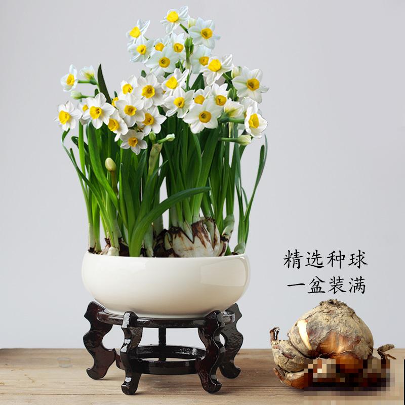 花市因疫情关门，大量花卉滞销，花卉寒冬已到来