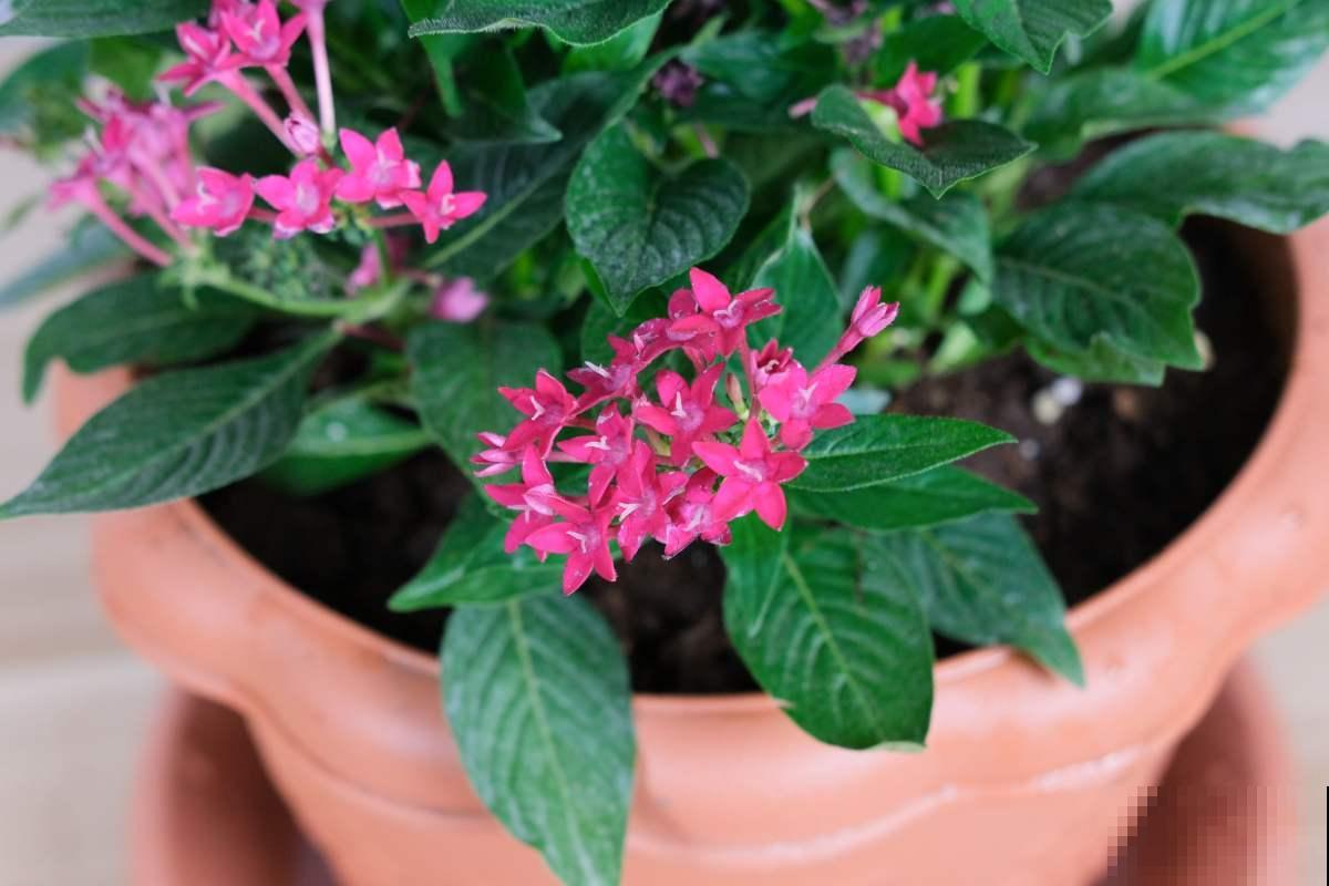 一闪一闪亮晶晶，在家种盆繁星花，开花又多又好看！