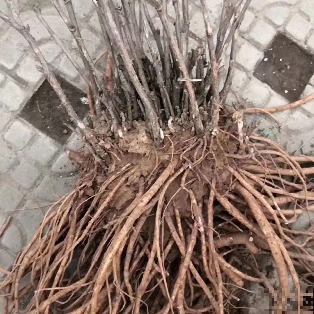 10年的绣球大老桩，九块钱也别买，难开花还浪费感情