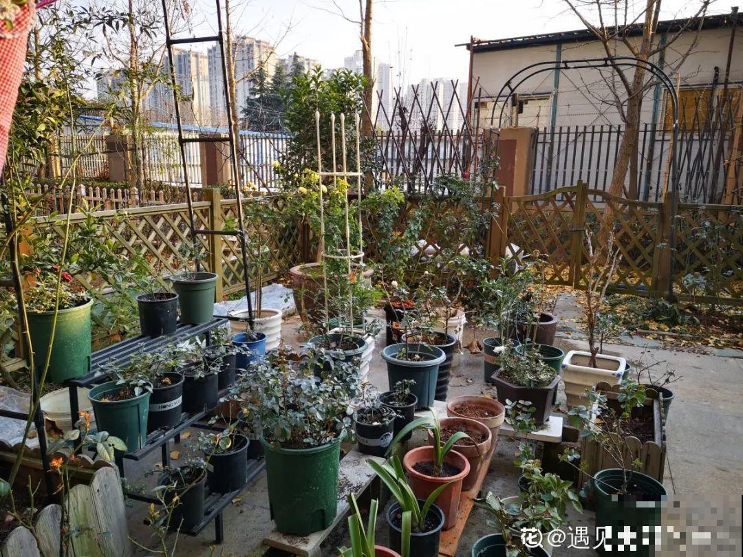 月季12个月计划表，按照这个养，大花墙不是梦！