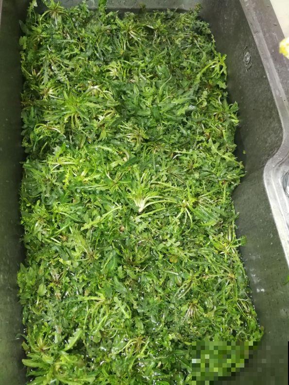 初春的野菜贵如金,挖的人越来越多,数量也越来越少 初春的野菜贵如金,挖的人越来越多,数量也越来越少