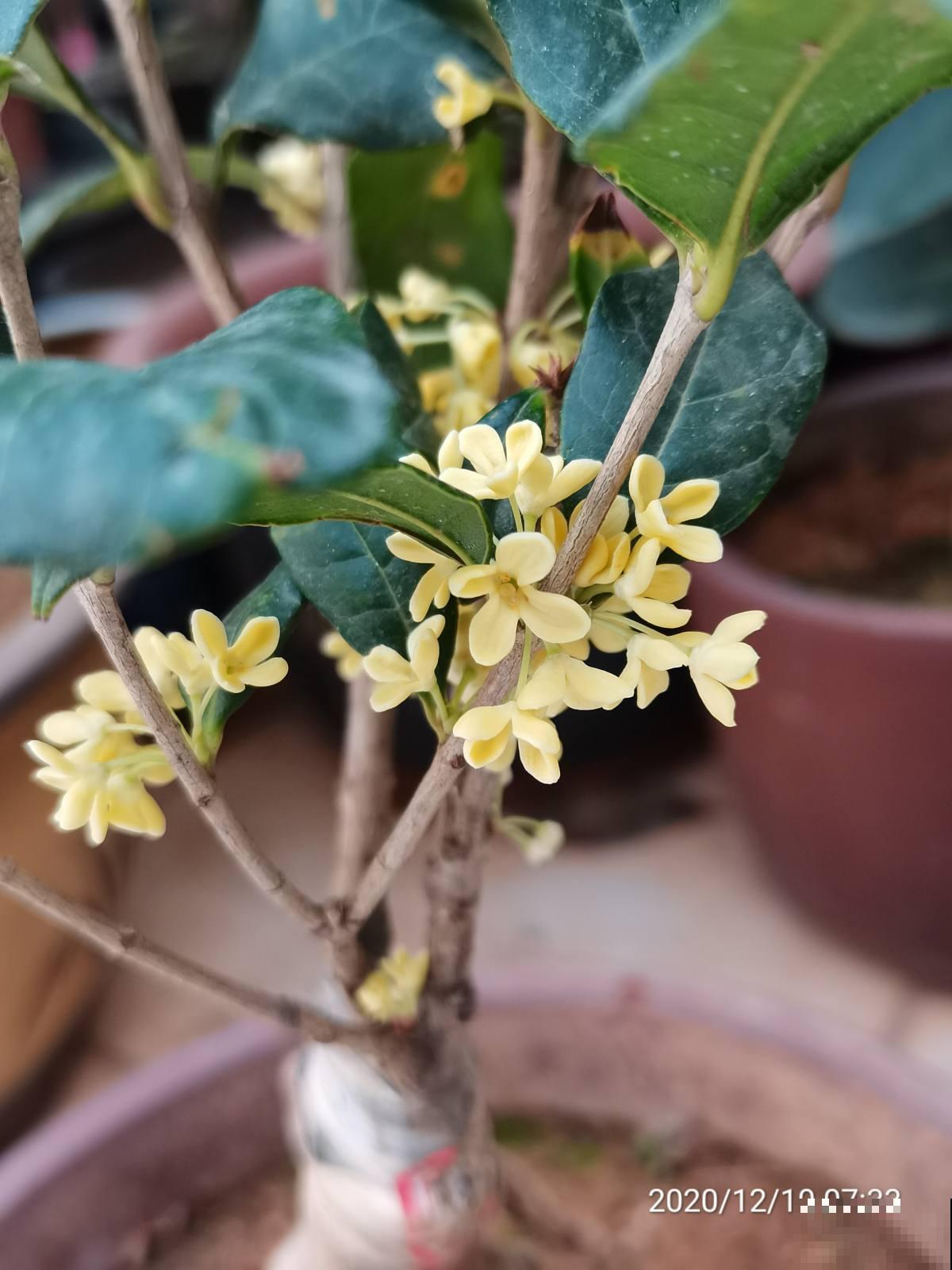 4种花可以吃,做成美食特简单,口味很独特 4种花可以吃,做成美食特简单,口味很独特