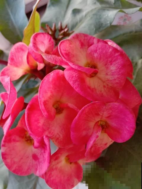 室内养花有门道,不能的随便养,不然对身体不好 室内养花有门道,不能的随便养,不然对身体不好