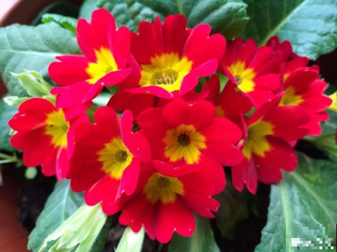 16种高颜值花，冬天耐寒不娇气，新手也能养爆盆