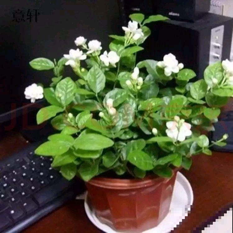 吃花历史上千年，不同的花有不用食用方法，口味太独特