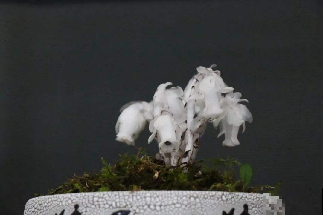 你了解水晶兰吗？它从不进行光合作用，颜值却非常高！