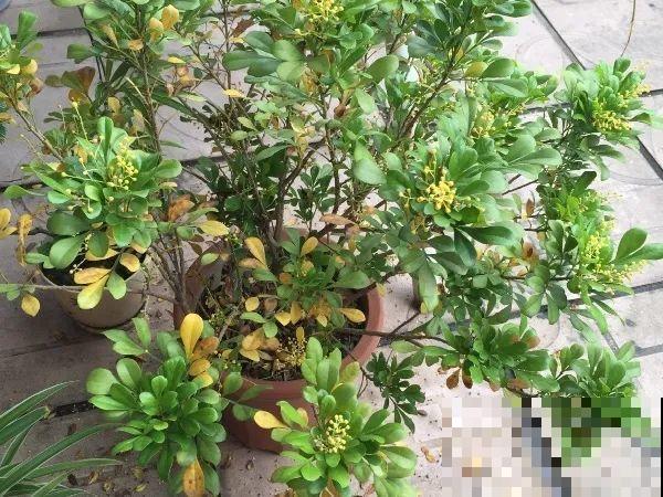 常见的20种花，赶紧搬进屋，再不管就冻死了