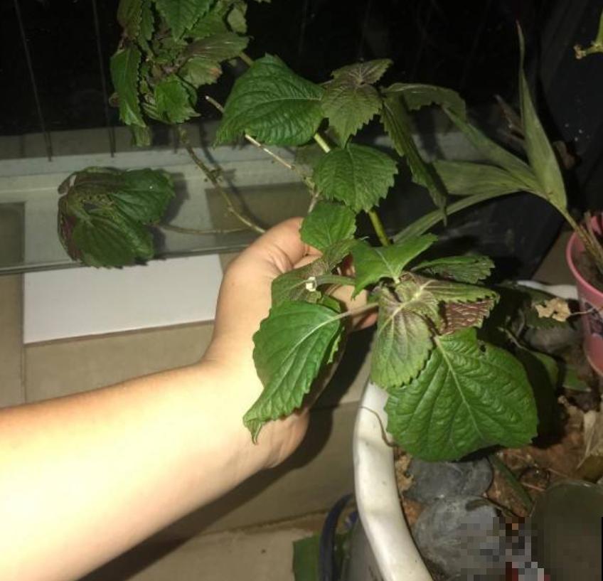 紫苏在家就能种，出锅前扔几片到锅里，喝汤喝上瘾！