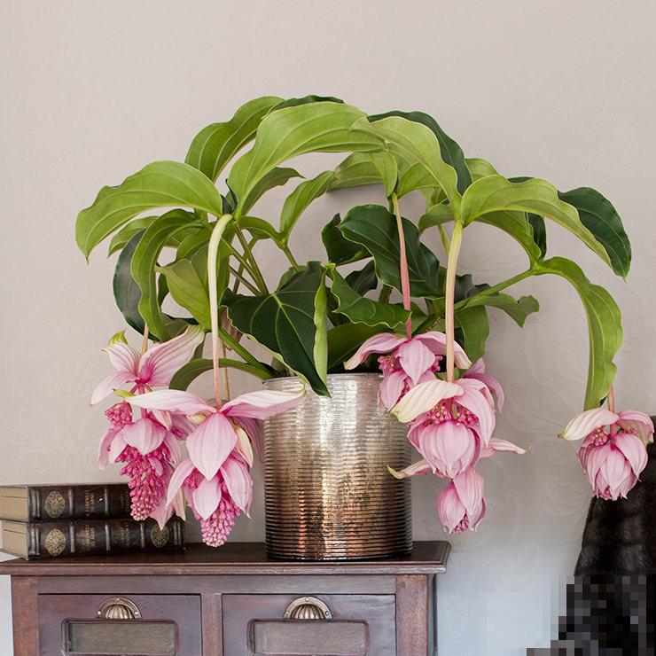 家里养4种花，气质格调一样不少，就是贵！