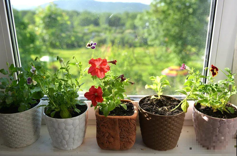 年纪轻轻，养点花种点草，提前过过养老生活