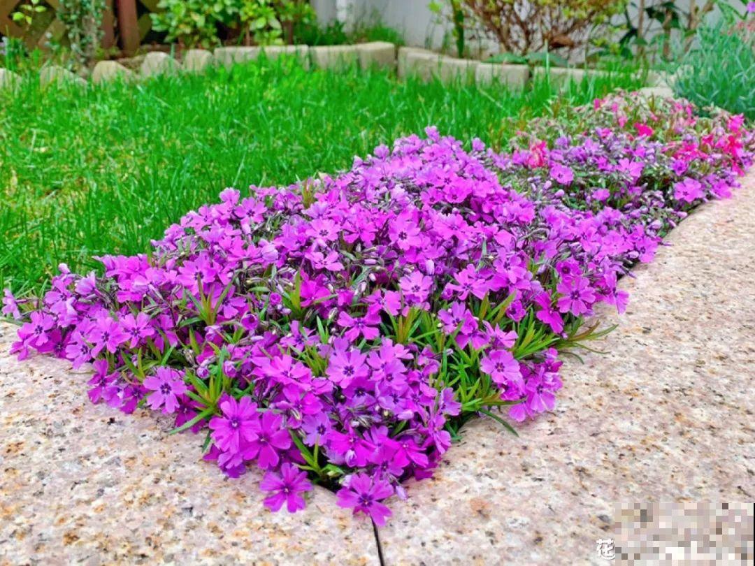 有院子的话，种这6种花，沾土就活一大片