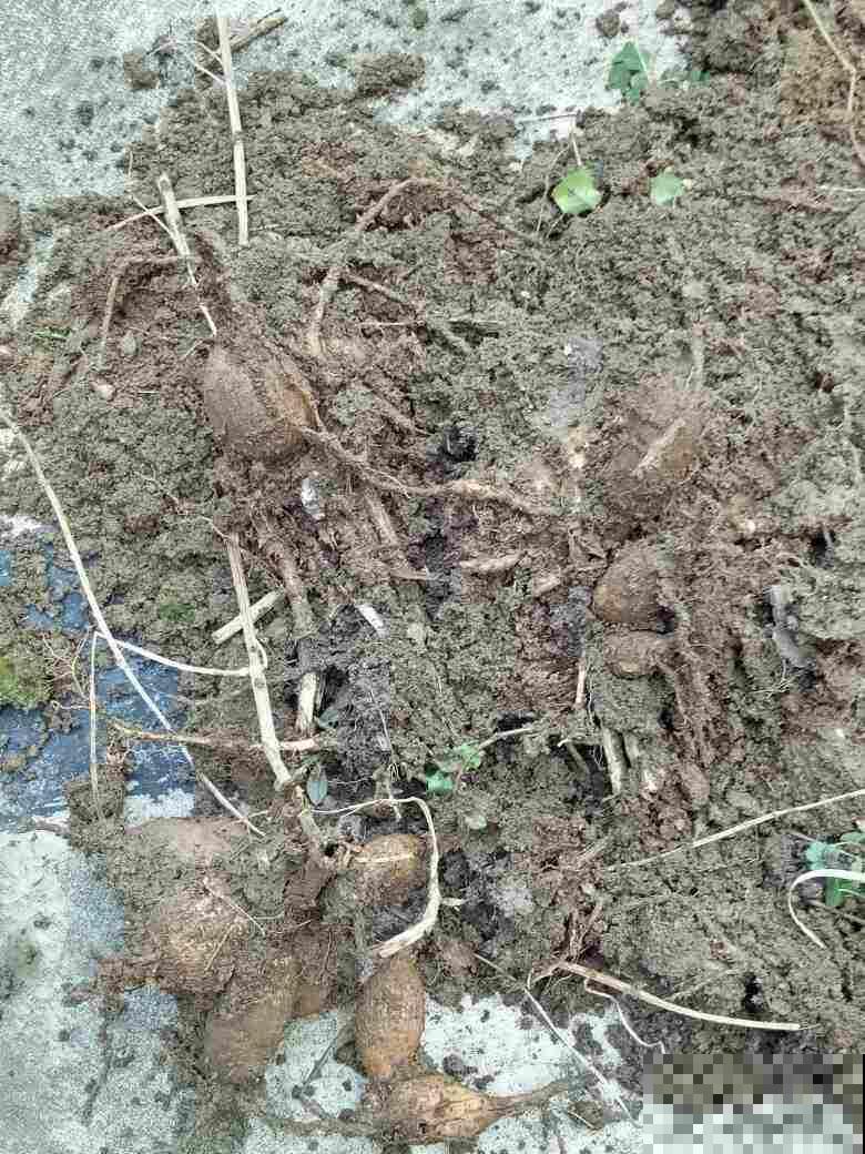 这5种动物粪便，居然是养花神器，越用花卉长得越旺！