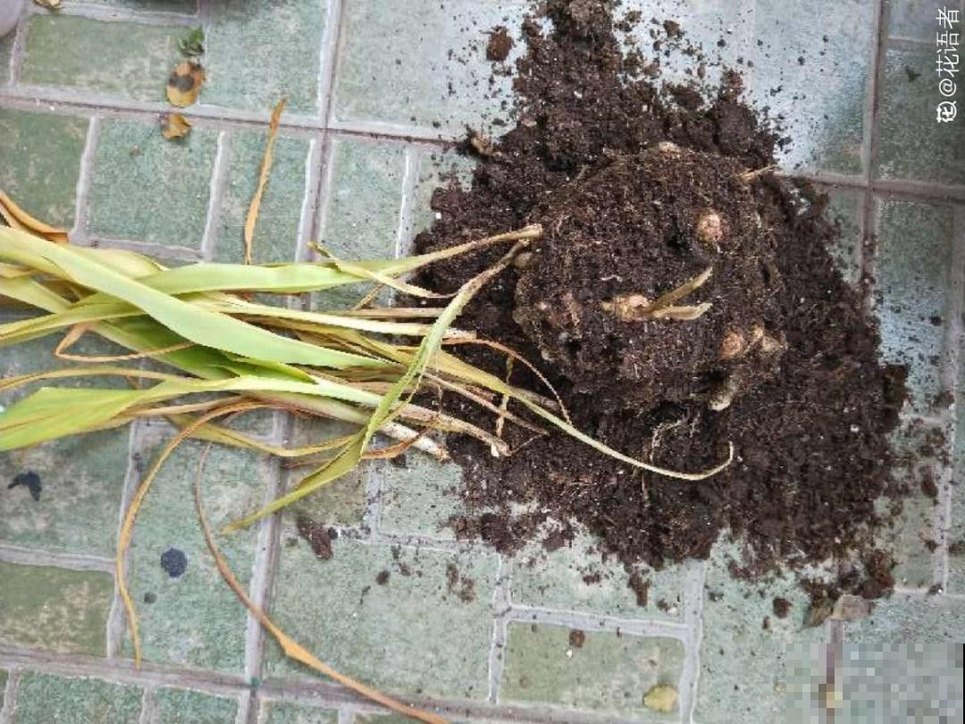 生姜埋门口,竟然开花了,花期还超长! 生姜埋门口,竟然开花了,花期还超长!