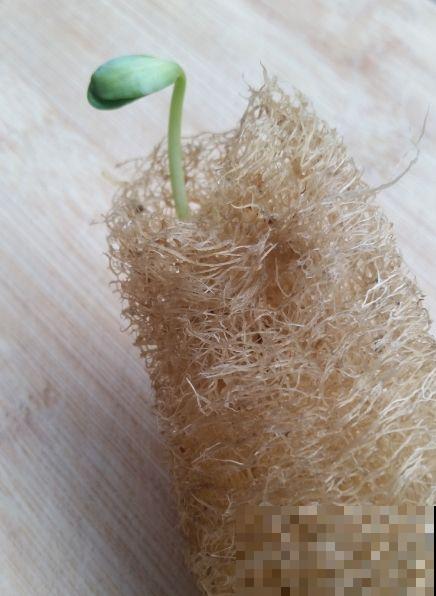 农村丝瓜越老越“值钱”，别只用来洗碗，还有好多用途