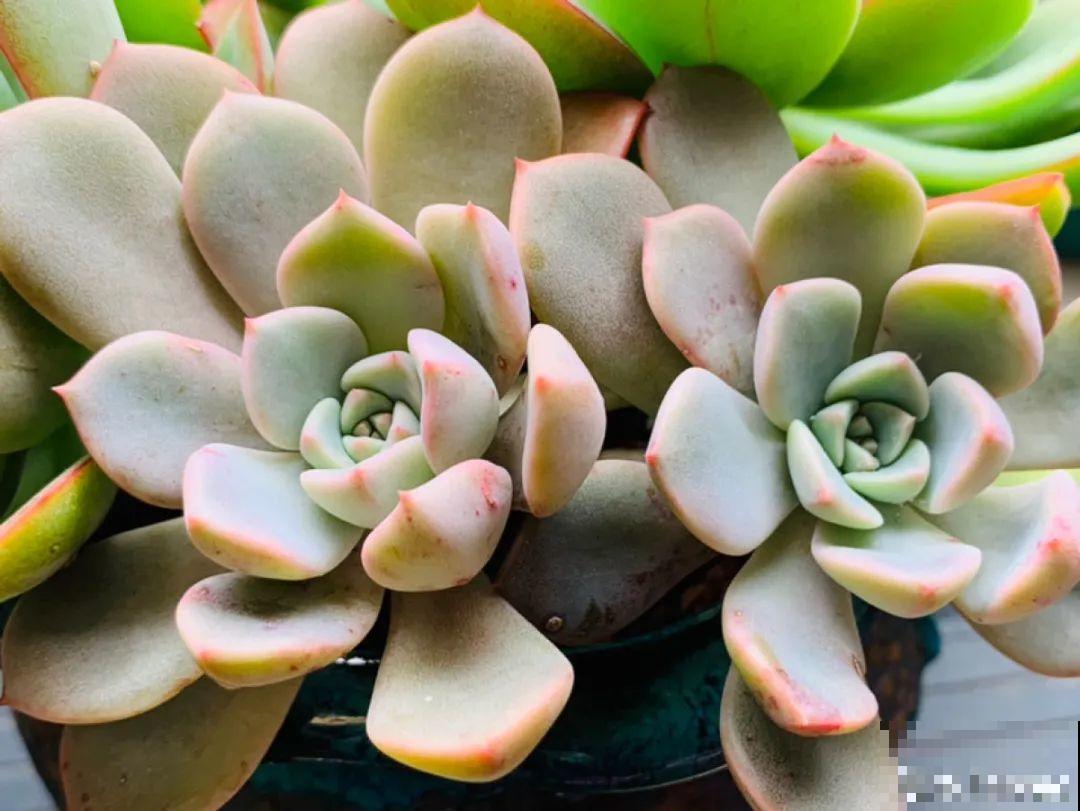 小阳台也能养多肉，一尺一寸，都是繁华！