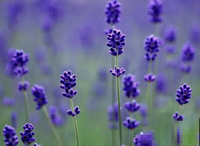 春天在家养盆“香草”，飘香四溢，清新又好闻！