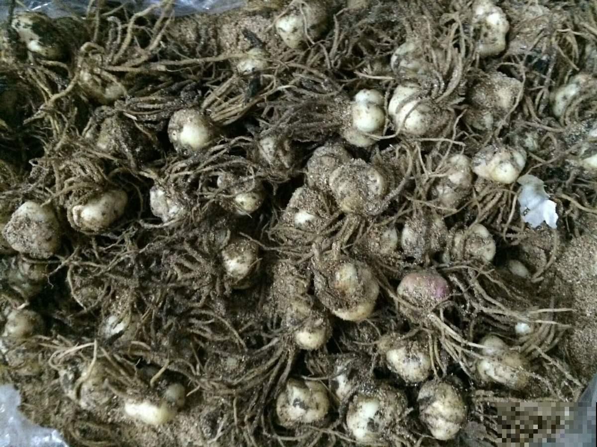 4种花特能生，只要养一盆，一年能扦插十几盆，赚了！