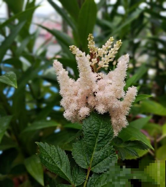 好看好养的络新妇，耐寒又耐阴，开花的时候超级美！