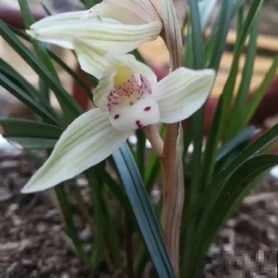 最逗的兰花,开花像人脸,越看越想笑 最逗的兰花,开花像人脸,越看越想笑