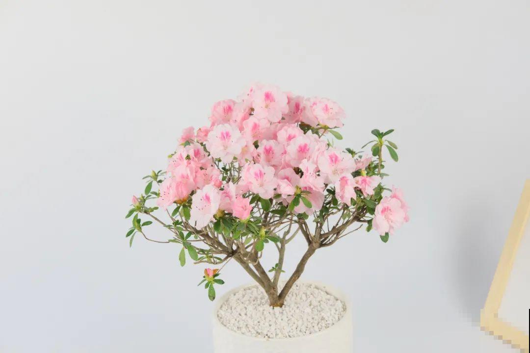 7种花，现在绝对不能剪，剪了一年不开花！