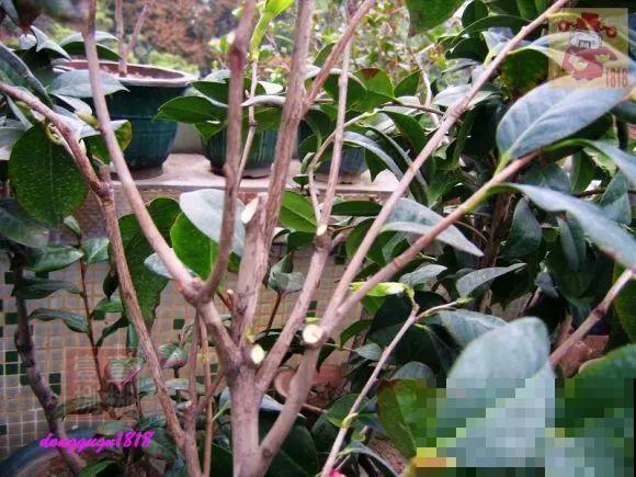 2月养花下狠手，剃光头、撸光叶，越狠越开花！