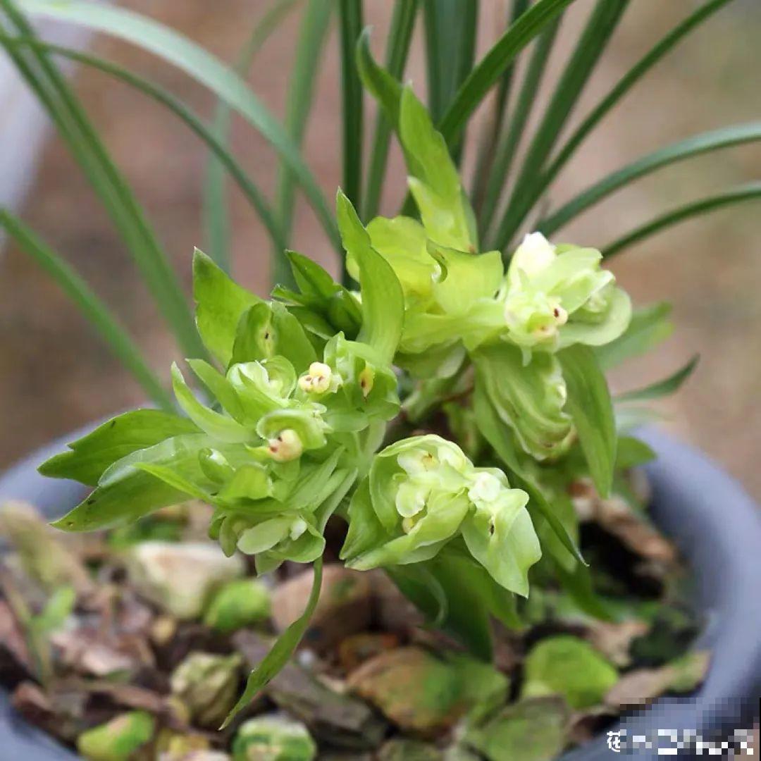 春天给花分株，1盆变成多盆，很快爆盆