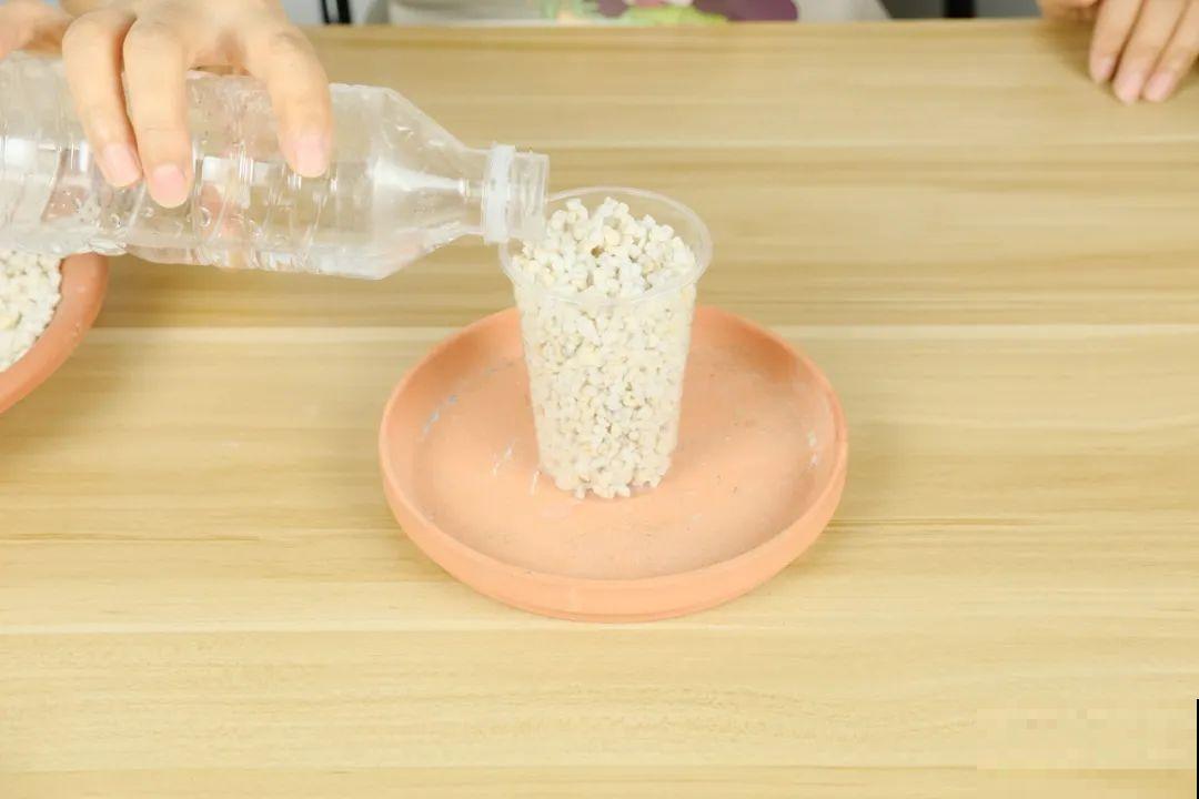 现在扦插超好活，剪根枝，捂3天，冒出狗牙根！