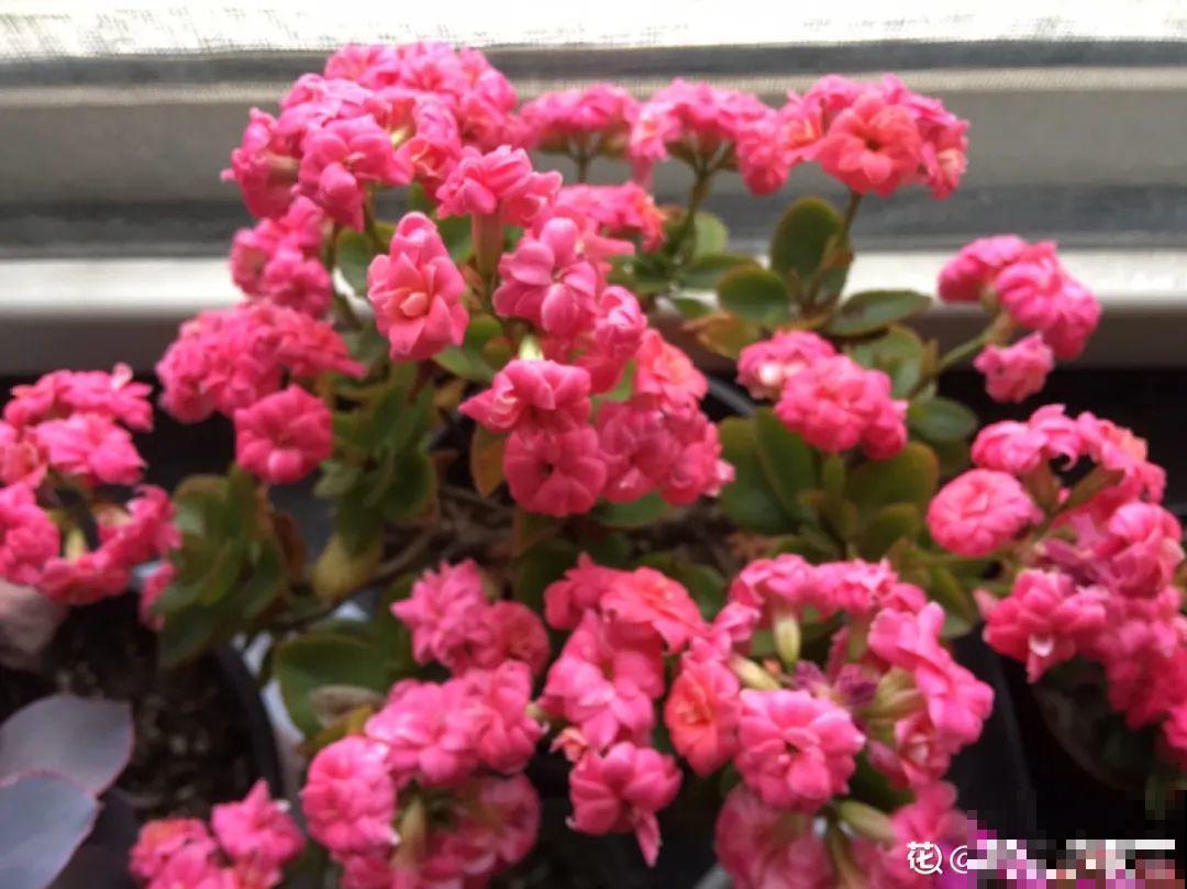 5种花不能换盆，一换就死，很难救回来