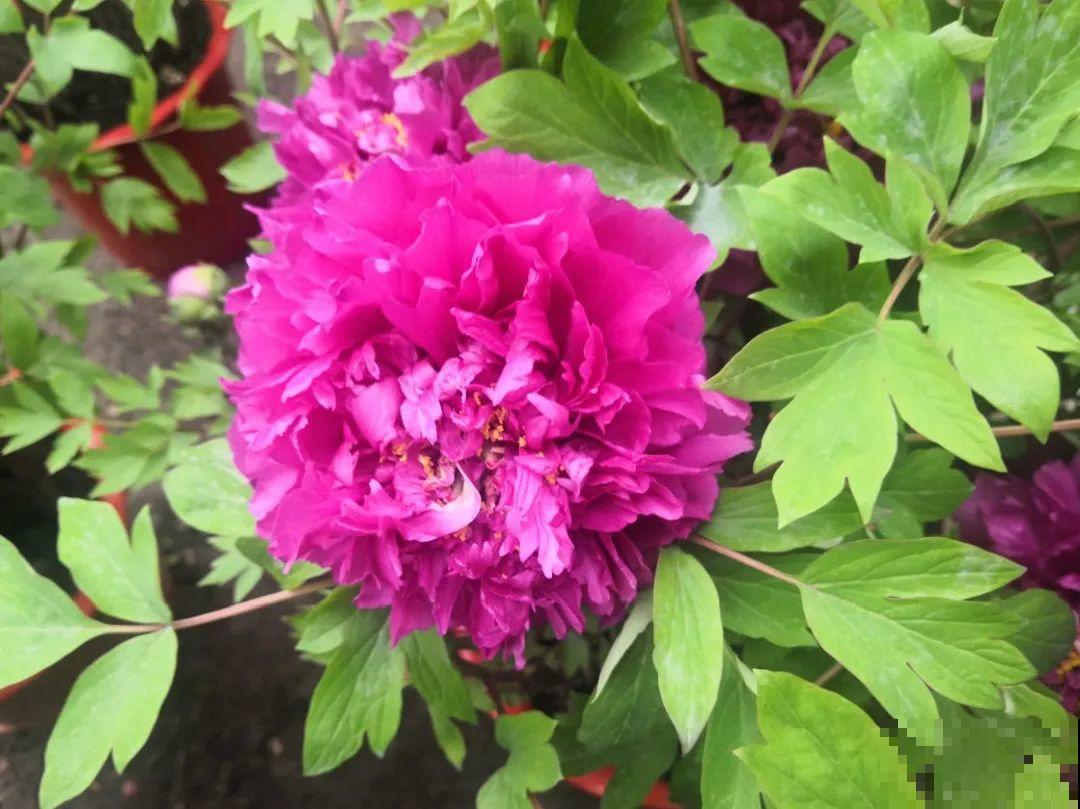 带花芽的枝条不能修剪，未来全是花苞，一剪就亏了