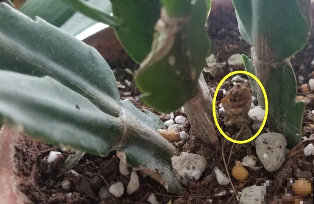 3月是给花剃头的好时机,现在狠心剪,下月就开花 3月是给花剃头的好时机,现在狠心剪,下月就开花