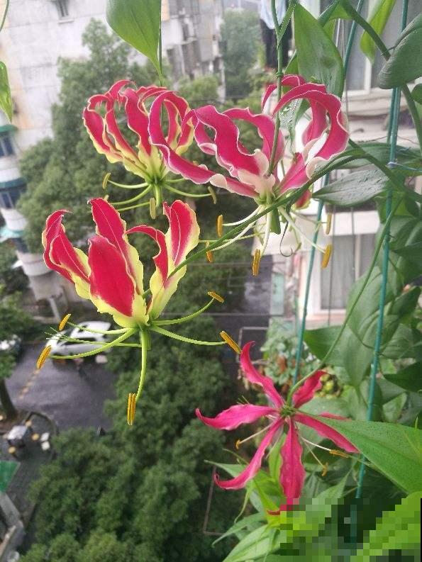 春天养盆“火焰”花，开花红红火火，一年都旺运