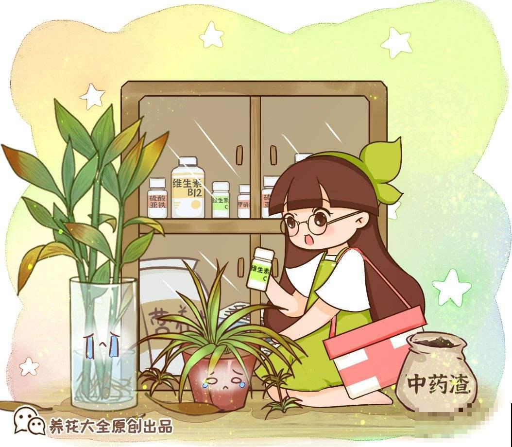 熬中药剩下的药渣，养花有奇效，倒掉太可惜了！