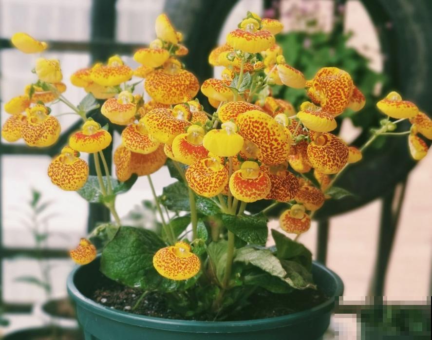 1种花名叫“钱袋子”，养在家里有好运，开花超美！