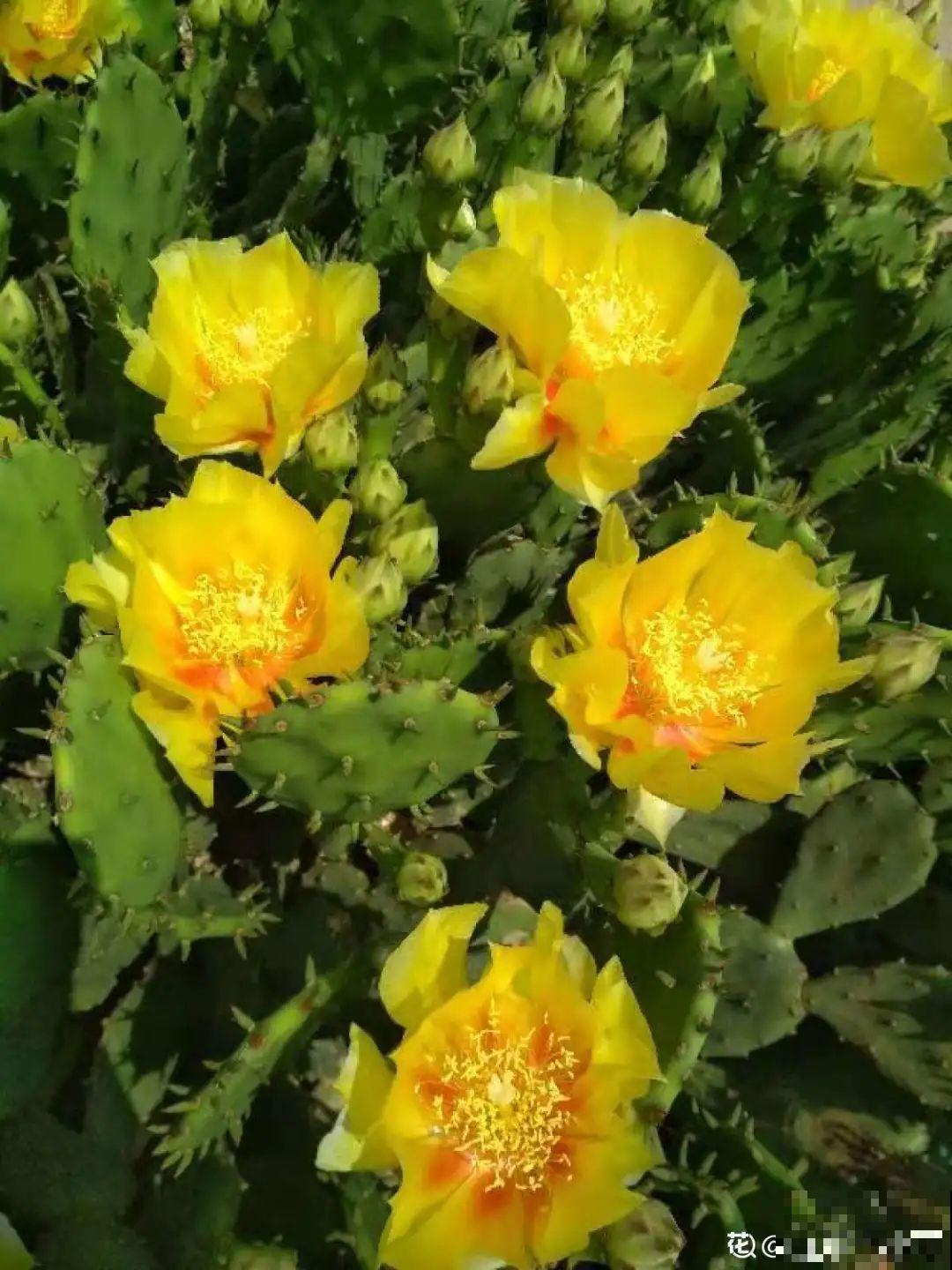 不同的花有不同的性格,你养的花,代表你是什么样的人? 不同的花有不同的性格,你养的花,代表你是什么样的人?